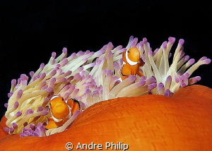 Nemo´s home by Andre Philip 